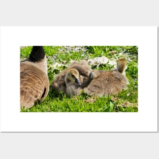 Canada Geese Goslings Resting On The Grass Posters and Art